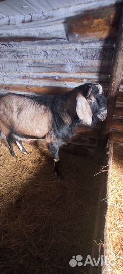 Нубийский козел вязка