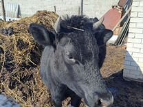 003 /0. 1 0 80 12. 6-1*0+2/2 решение. 1/5 от 2/5. чековая лента термобумага 57 мм.