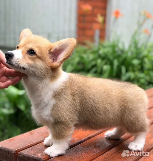 Вельш-корги пемброк