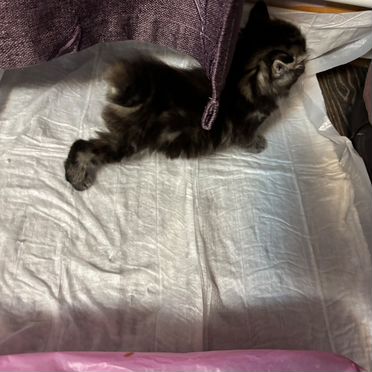 Карельский бобтейл котёнок