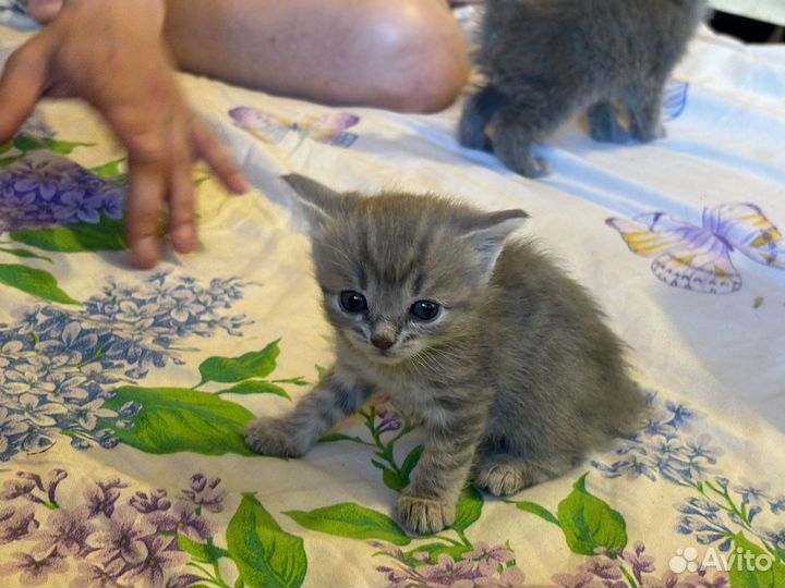 Кошка