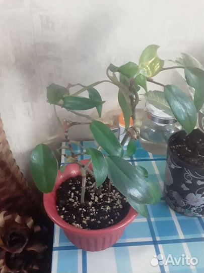 Фикус эластика тинеке,филодендрон краснеющий
