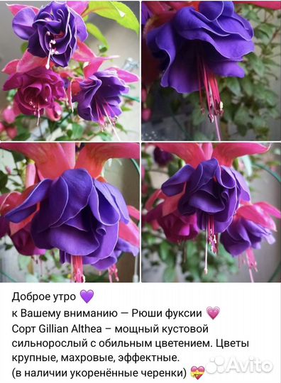 Фуксия традесканция набор подарок цветы