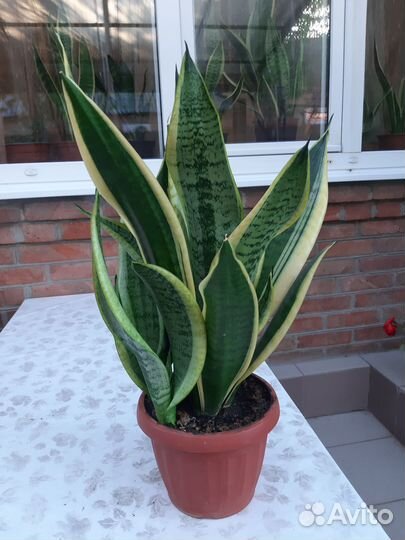 Сансевиерия сортовая