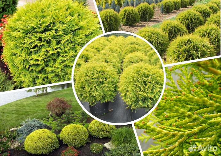 Туя шаровидная Даника от питомника
