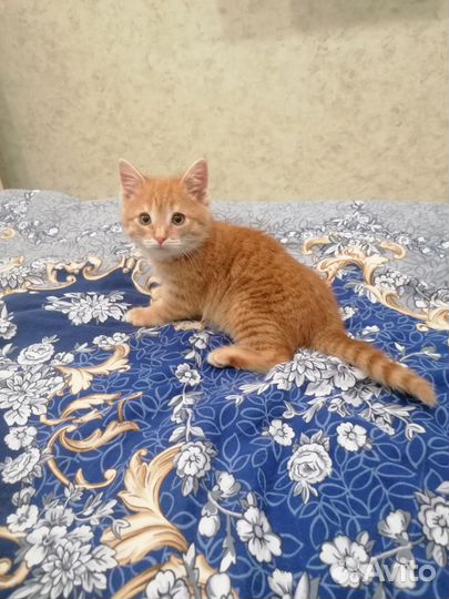 Котенок мальчик