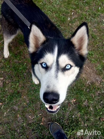 Хаски,кобель в дар