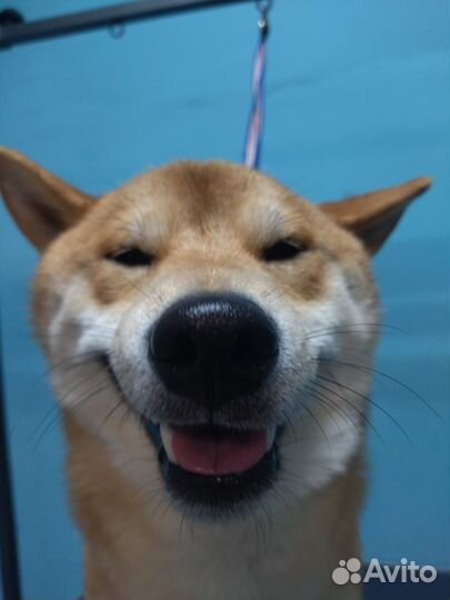 Грумер стрижка собак и кошек в ближайшее время