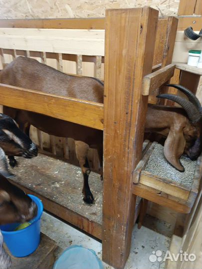 Дойные нубийские козы