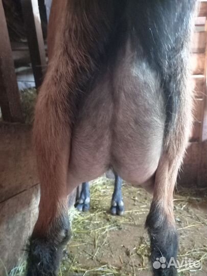 Чешские козы