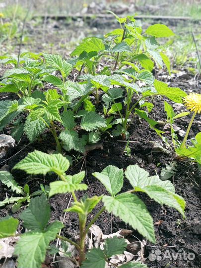 Саженцы ремонтантной малины