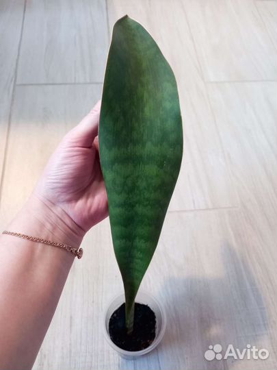 Сансевиерии разные