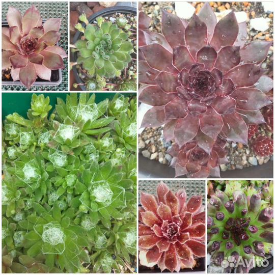 Молодило каменная роза