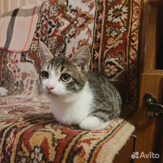 Котенок мальчик