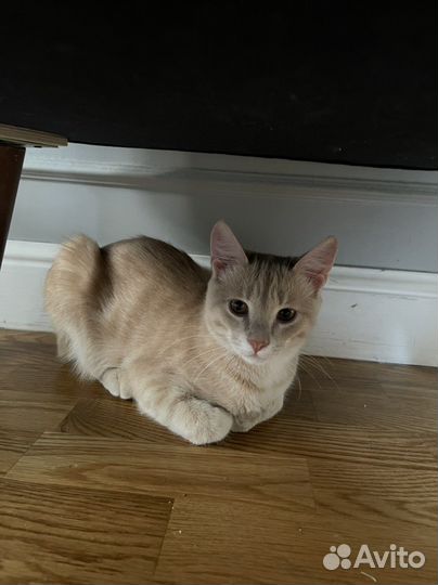 Котята в добрые руки бесплатно