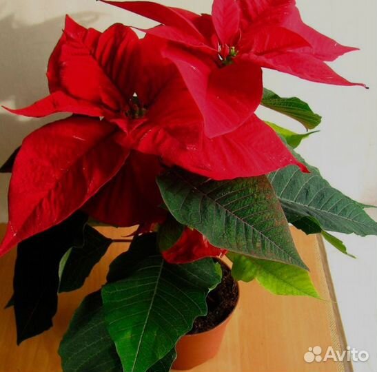 Пуансеттия, Рождественский цветок