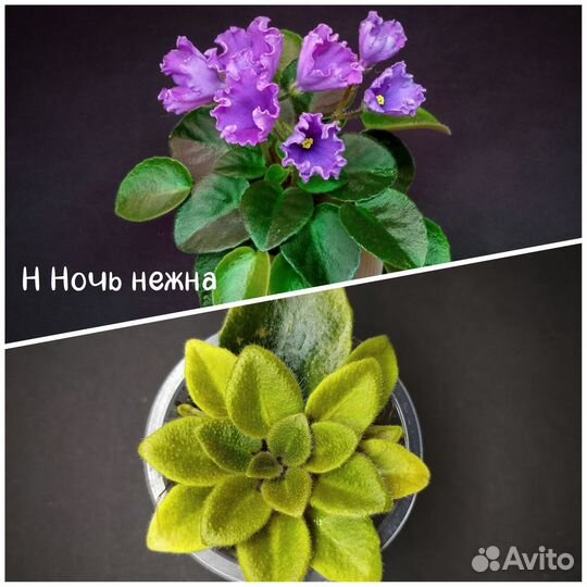 Детки сортовых фиалок