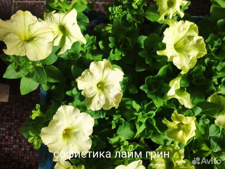 Рассада цветов