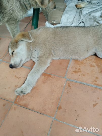 Отдам щенков в добрые руки бесплатно