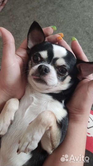 Вязка чухуахуа