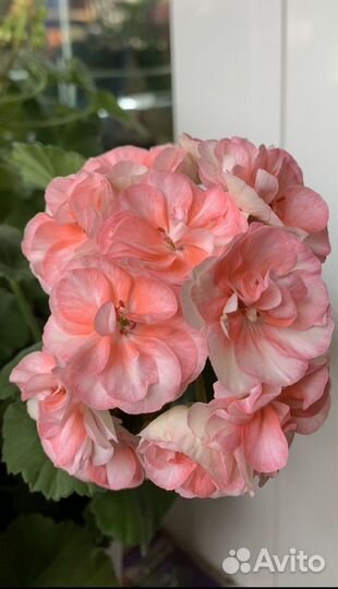 Пеларгония герань