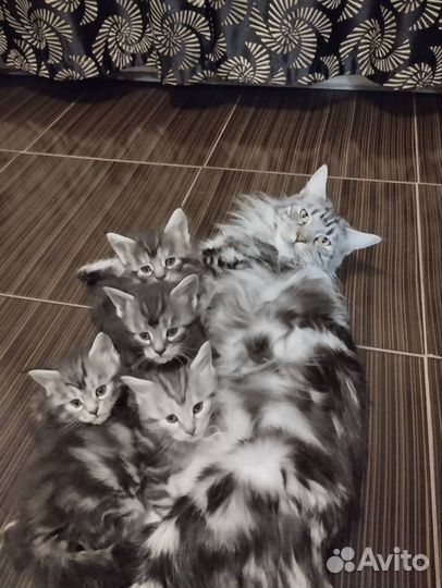 Котята мейн-кун