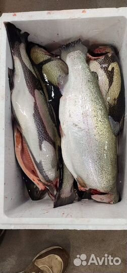 Форель потрошённая