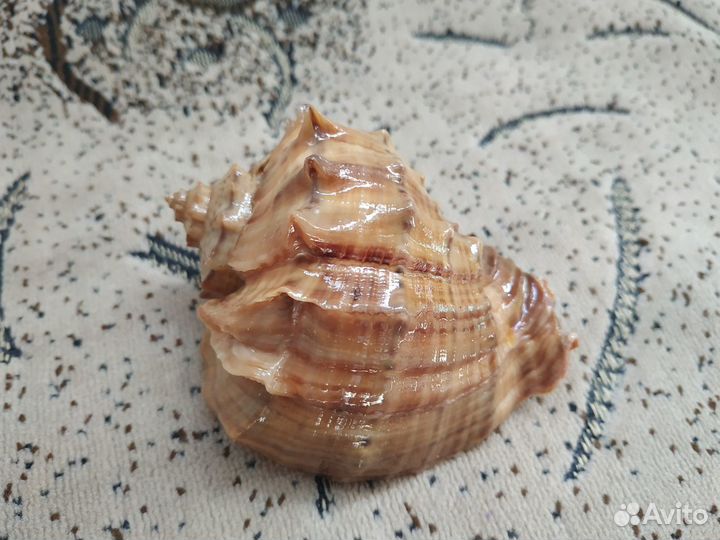 Ракушка рапана
