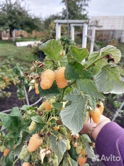 Саженцы ремонтантной малины