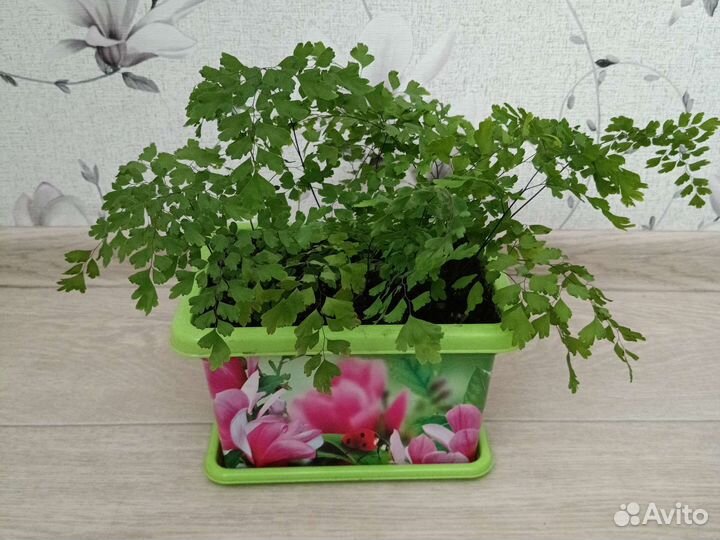 Венерин волос