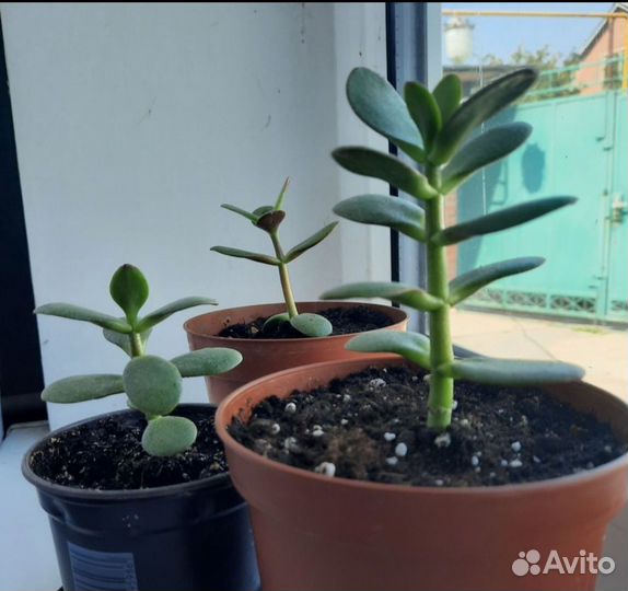 Комнатные растения цветы