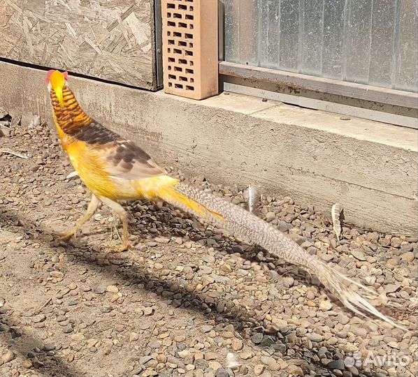 Фазаны (Золотые, Лимонные)