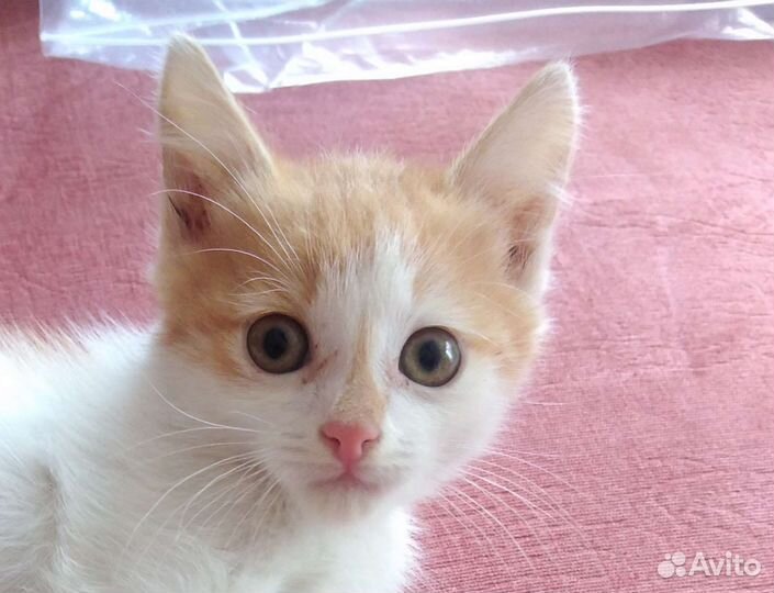 Котенок в хорошие руки