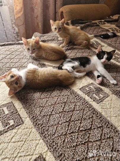 Котята в добрые руки бесплатно