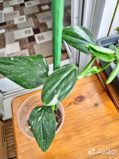 Филодендрон