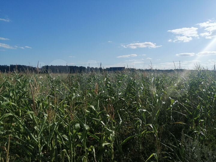 Участок 10 сот. (СНТ, ДНП)