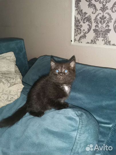 Кошки в добрые руки бесплатно