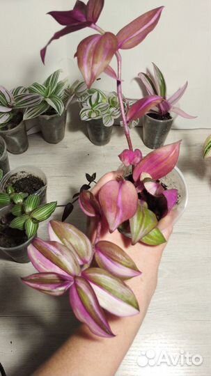 Сортовые традесканции