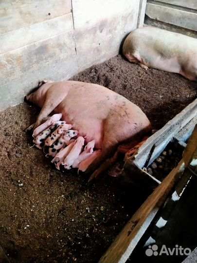 Поросенок ландрас