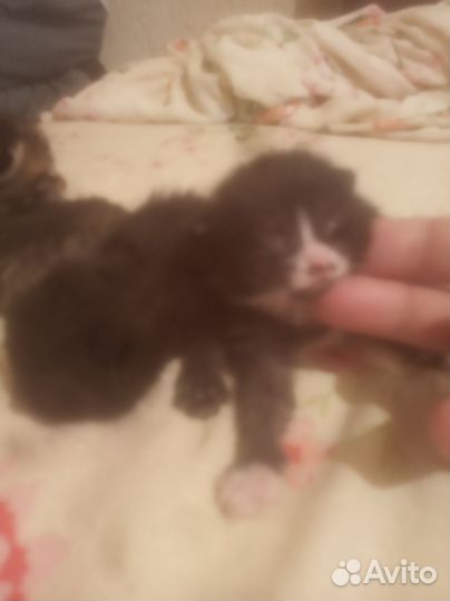 Отдам котят