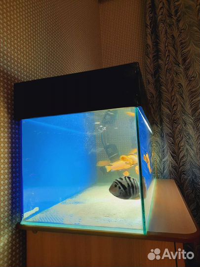 Аквариум с рыбками 110л