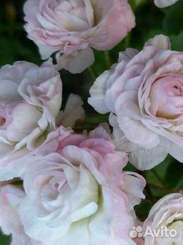 Та эммануэль пеларгония