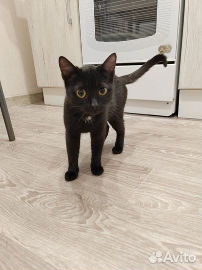 Кошка