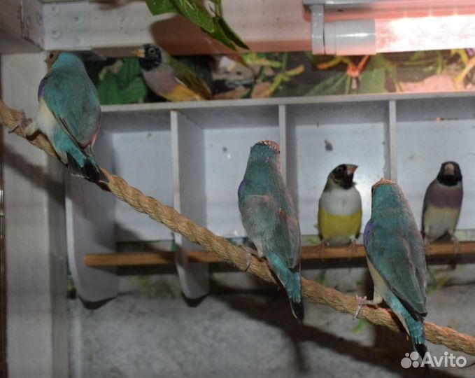 Амадины гульда