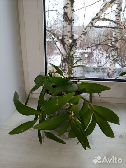 Орхидея дендробиум Берри ода