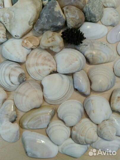 Ракушки, морские камни, шишки коллекция