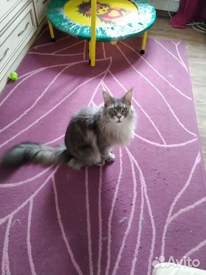 Мейн-кун кошка бесплатно