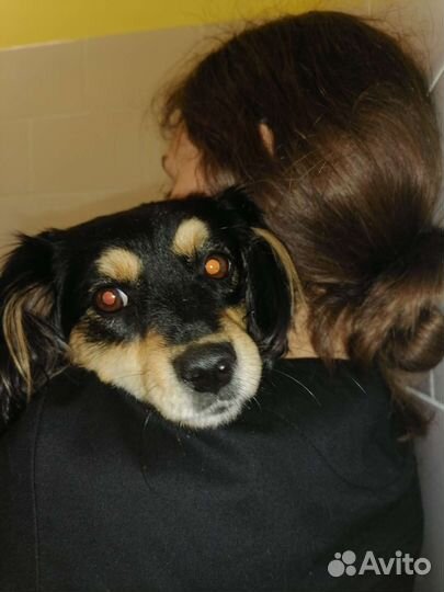 Ветеринарный врач на дом и в клинике