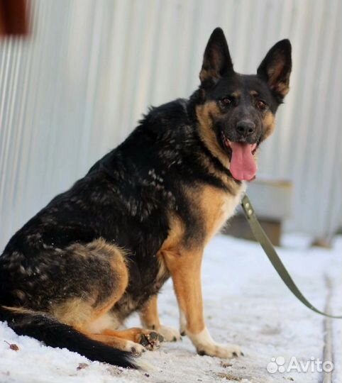 Немка Зара в дар