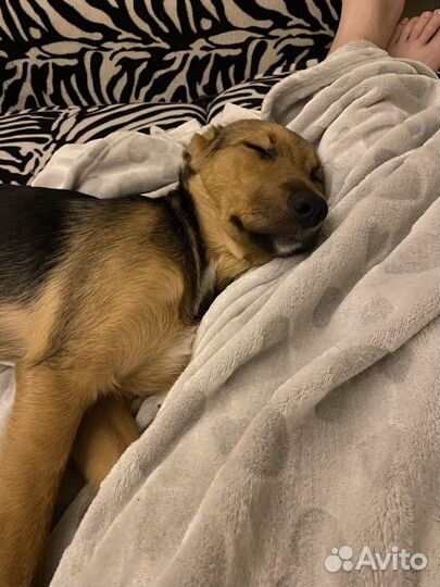 Собака в добрые руки